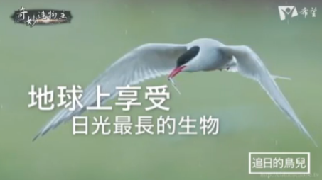 17.追日的鳥兒